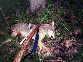 Coyote Hunting At House